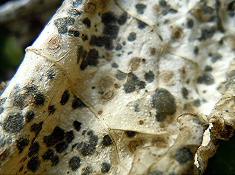 DSCN2716 Ausschnitt, Schärfe, klein.jpg