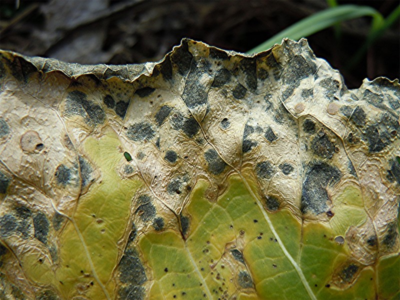 DSCN2717 Schärfe, klein.jpg