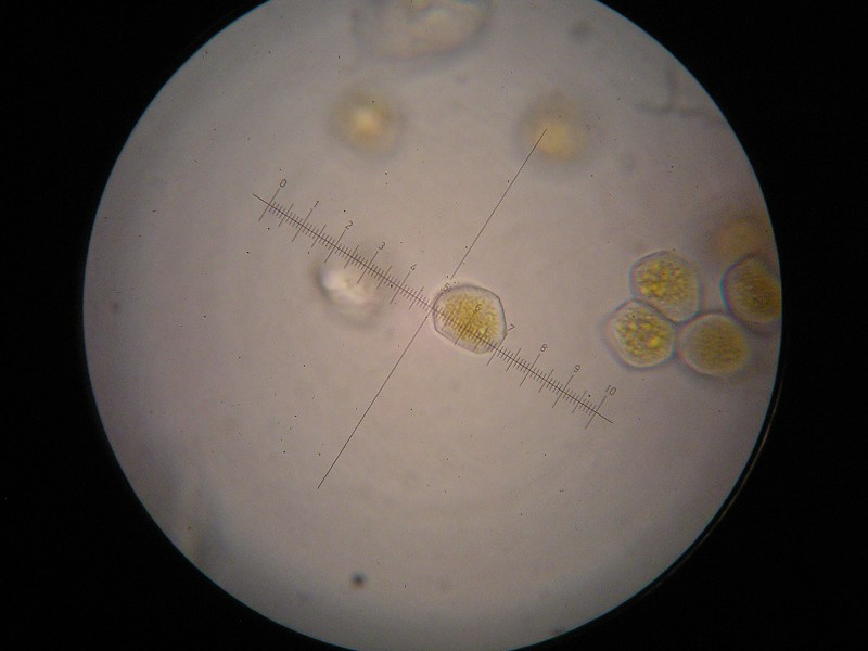 1000er Fließ (7).JPG