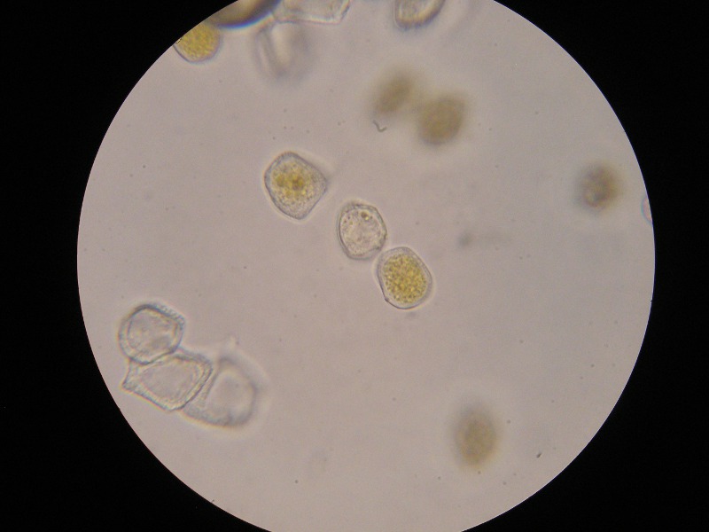 1000er Fließ (10).JPG