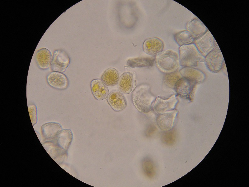 1000er Fließ (12).JPG