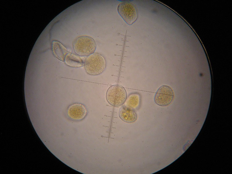 1000er Fließ (22).JPG