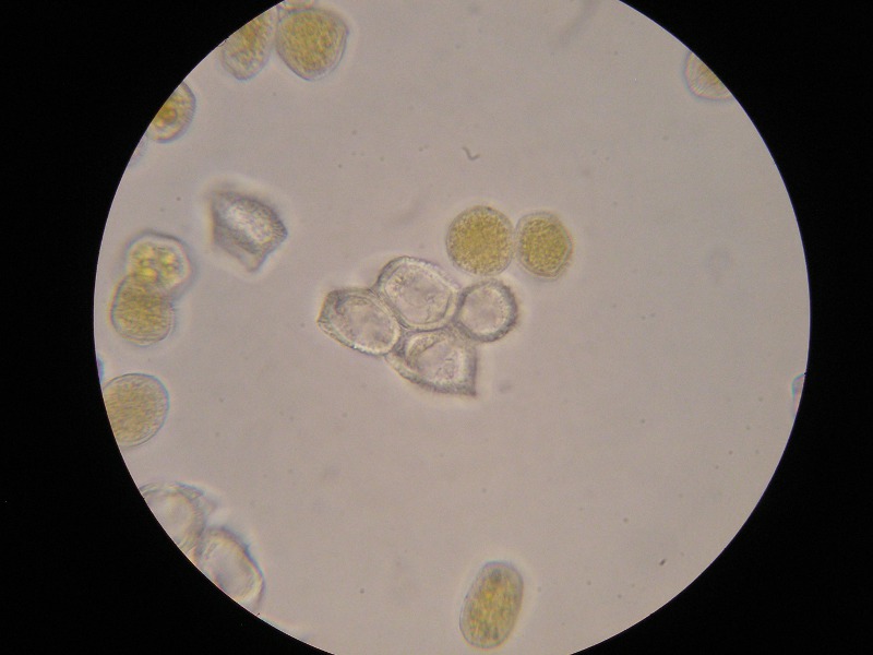 1000er Fließ (27).JPG