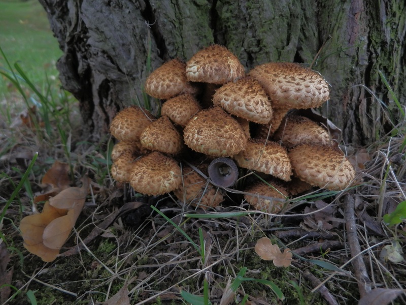 Pholiota squarrosa_1.2.jpg