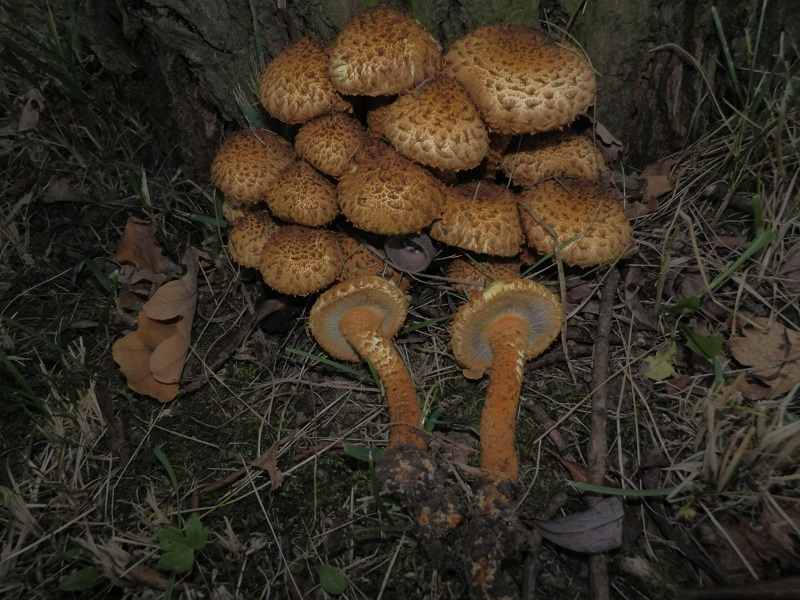 Pholiota squarrosa_1.3.jpg