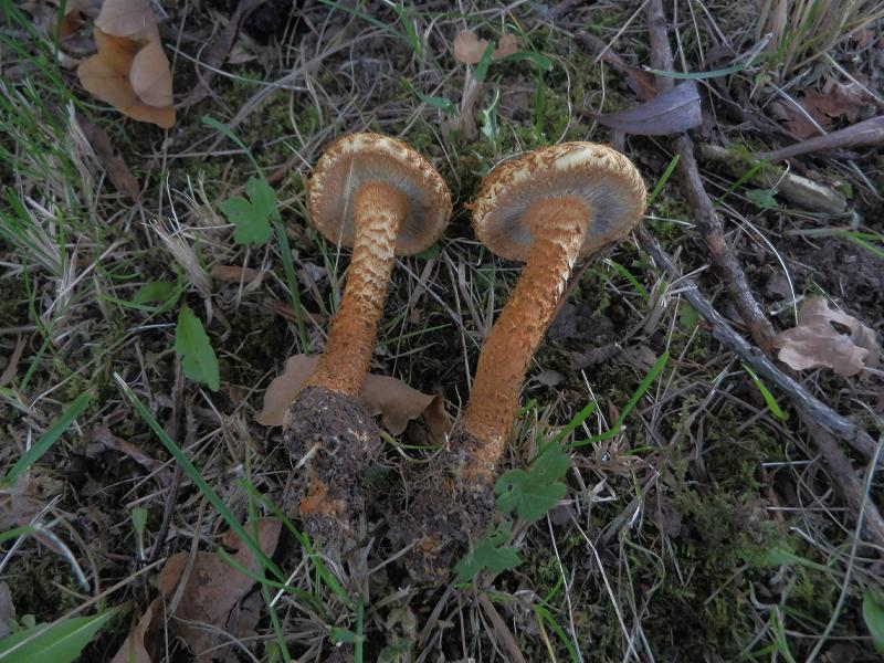Pholiota squarrosa_1.4.JPG