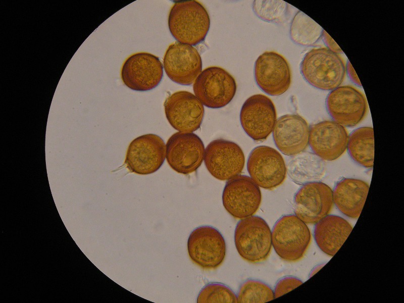 1000er Rofen (2).JPG