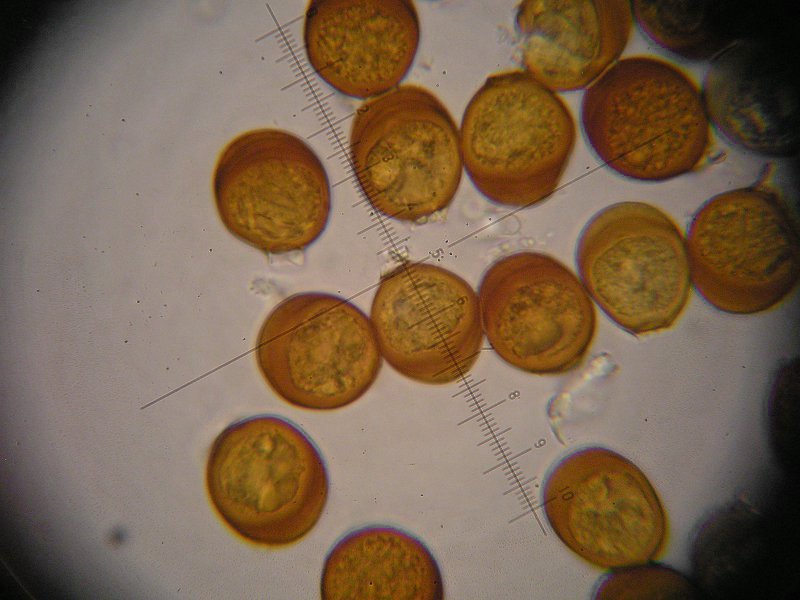 1000er Rofen (8).JPG