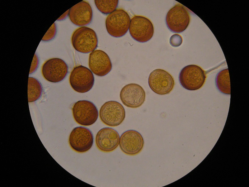 1000er Rofen (16).JPG