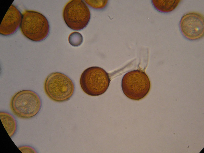 1000er Rofen (18).JPG