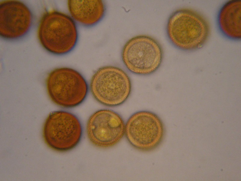 1000er Rofen (23).JPG