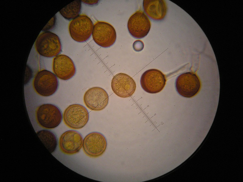 1000er Rofen (30).JPG