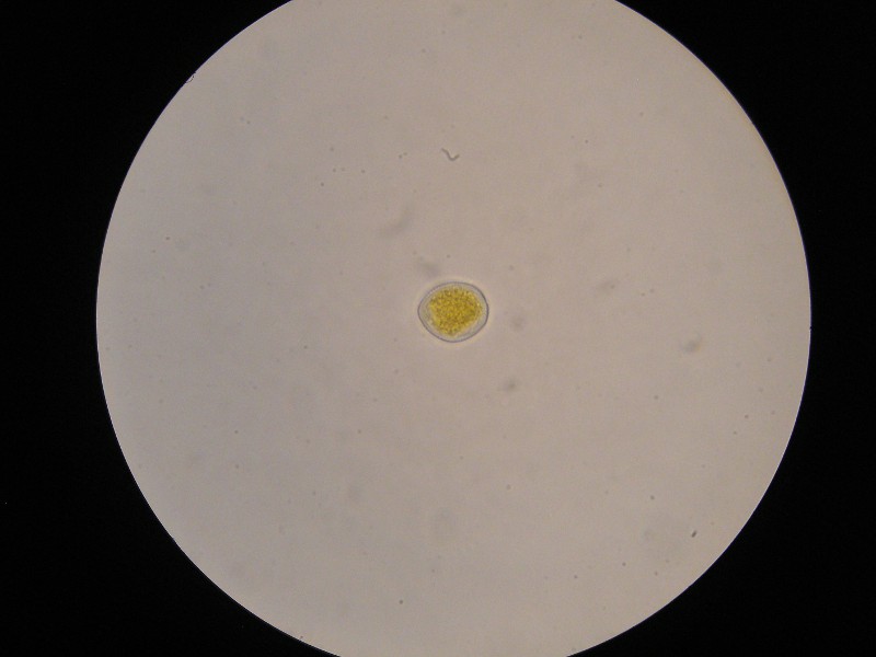 1000er Rofen (40).JPG