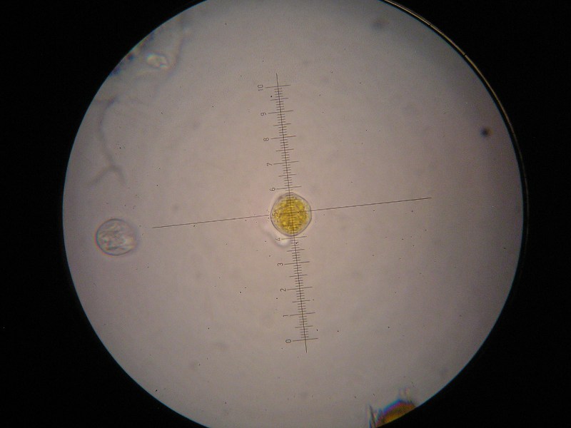 1000er Rofen (51).JPG