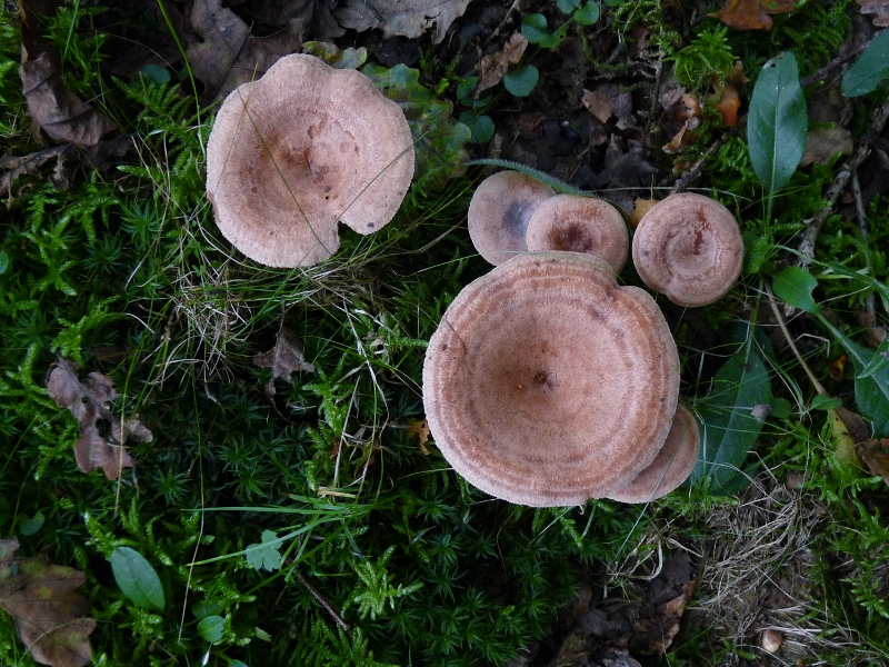 P1060537 Lact quiet .JPG