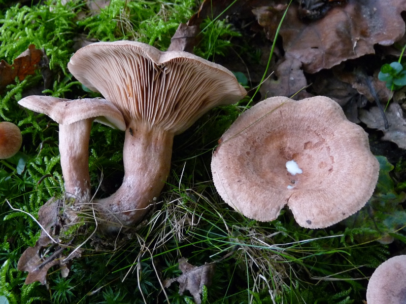 P1060542 Lact quiet.JPG