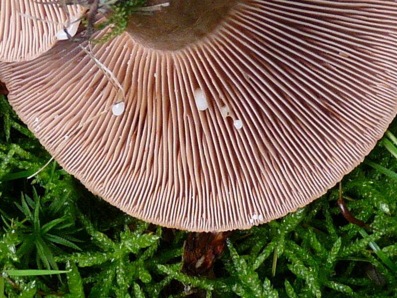 P1060547 Lact quiet Milch Detail .JPG