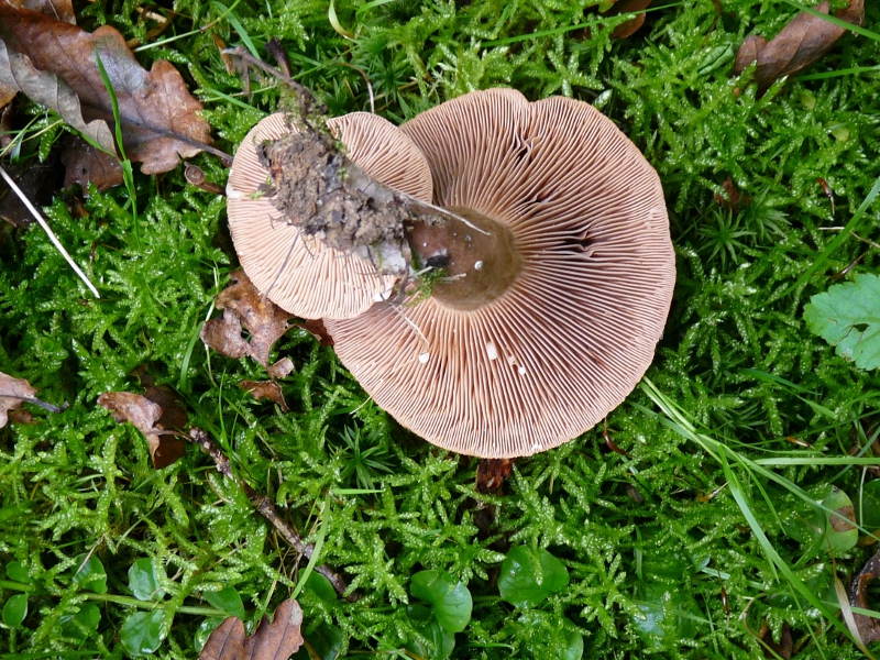 P1060549 Lact quiet Lamellen .JPG