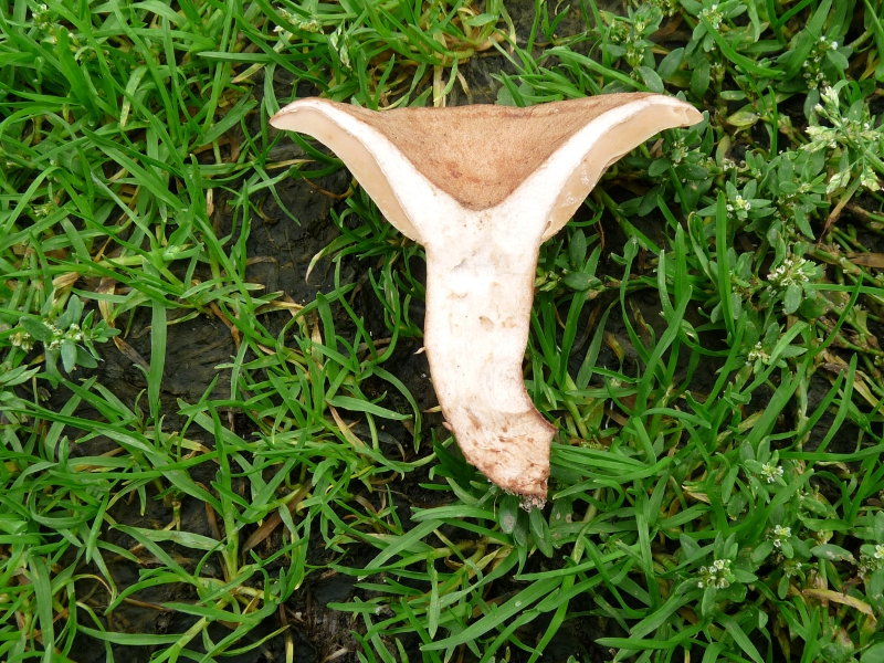 P1060550 Lact quiet Schnitt .JPG