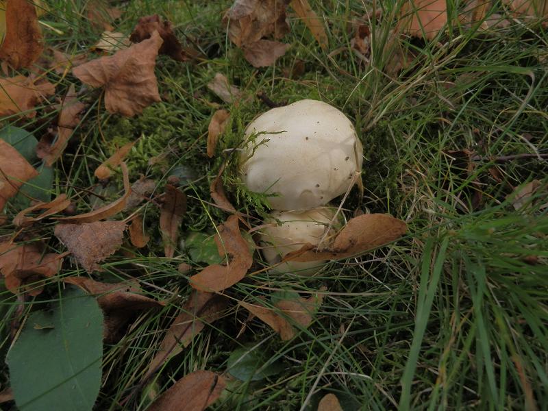 Hebeloma crustuliniforme_1.jpg