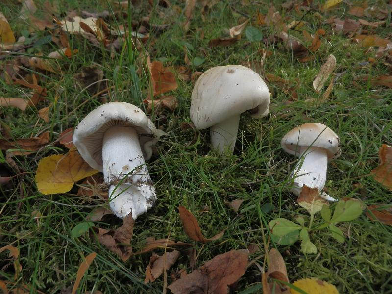 Hebeloma crustuliniforme_1.1.jpg