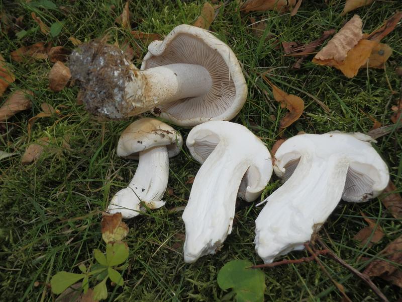 Hebeloma crustuliniforme_1.2.jpg