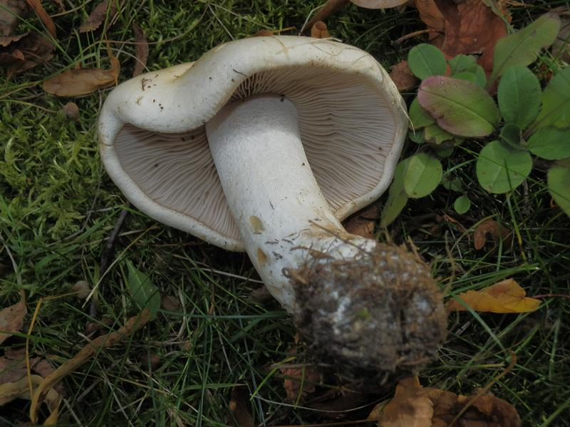 Hebeloma crustuliniforme_1.3.jpg