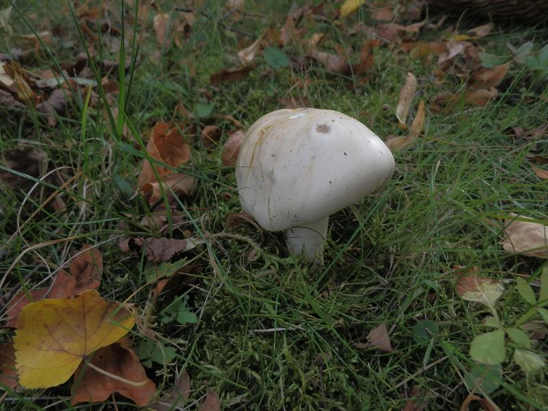 Hebeloma crustuliniforme_1.4.jpg