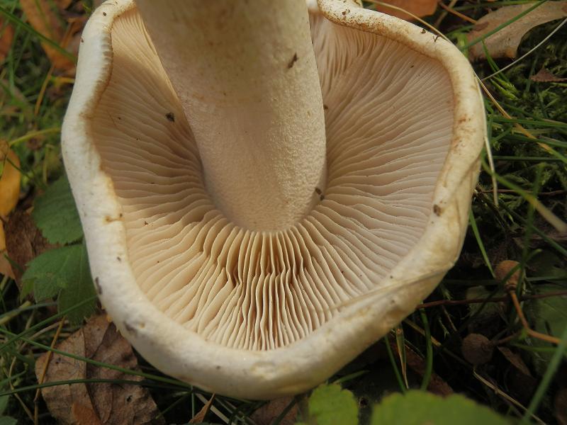 Hebeloma crustuliniforme_1.5.jpg