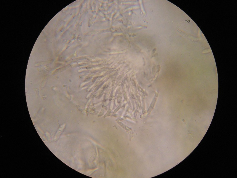 1000er Rofen (1).JPG