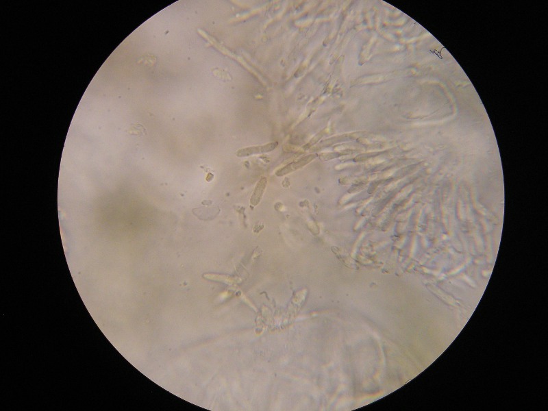 1000er Rofen (6).JPG