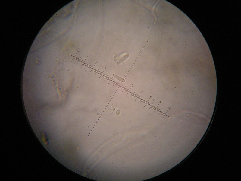 1000er Rofen (15).JPG