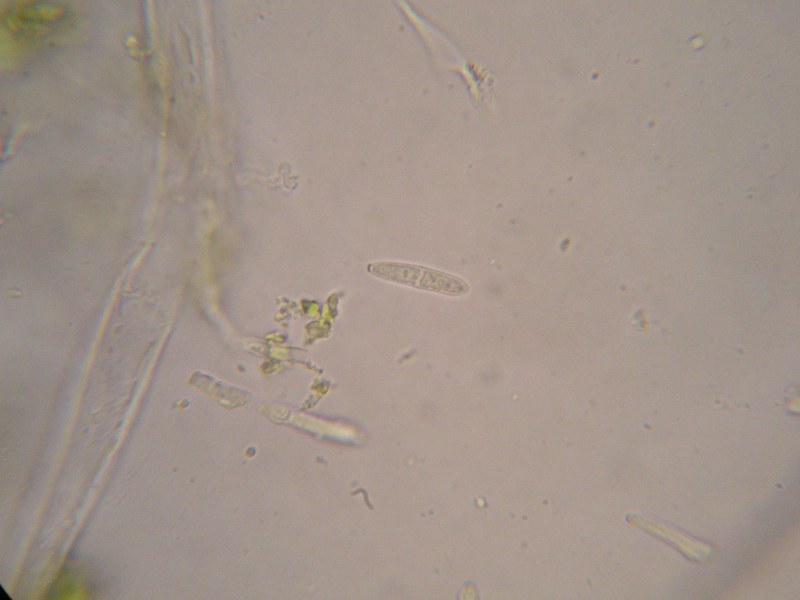 1000er Rofen (21).JPG