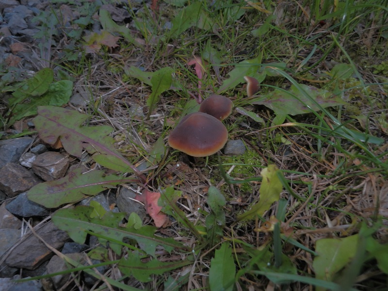 Macrocystidia cucumis_1.1.jpg