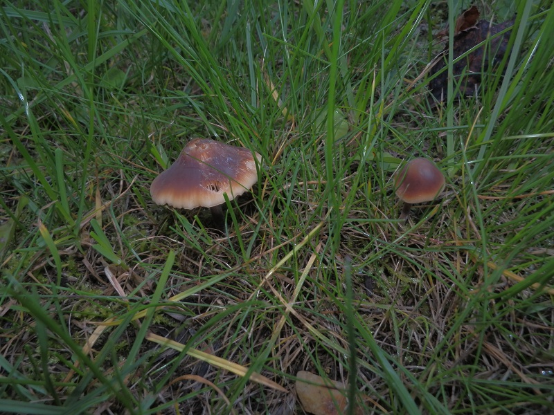 Macrocystidia cucumis_1.2.jpg