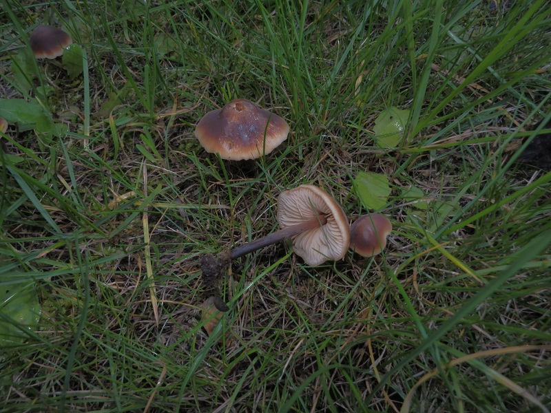 Macrocystidia cucumis_1.3.jpg