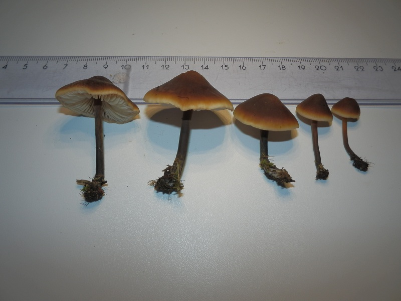 Macrocystidia cucumis_1.4.jpg