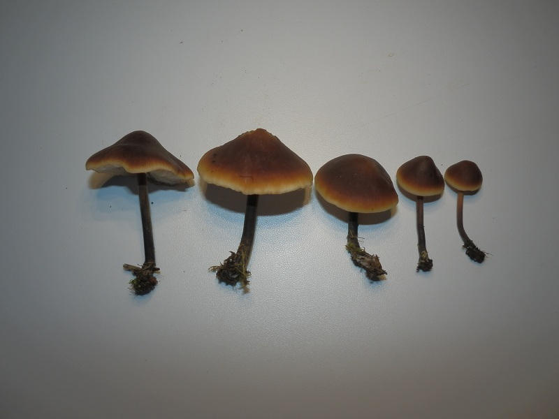 Macrocystidia cucumis_1.5.jpg