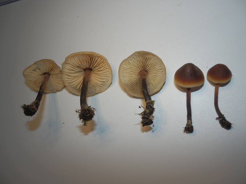 Macrocystidia cucumis_1.6.jpg