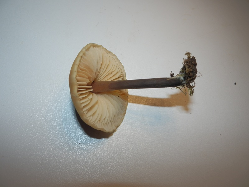 Macrocystidia cucumis_1.7.jpg