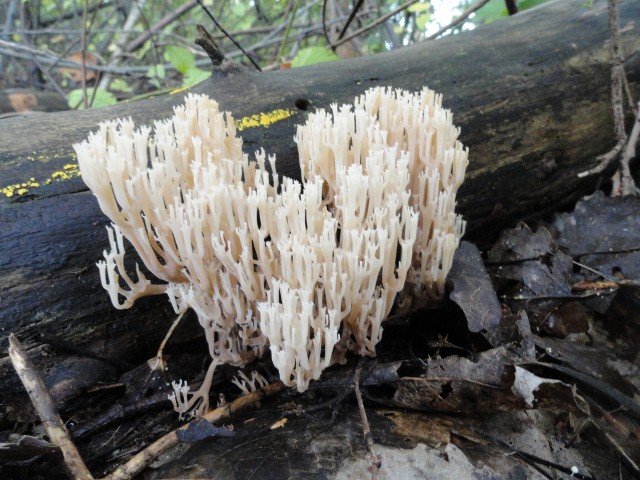 DSC04728 (640x480).jpg