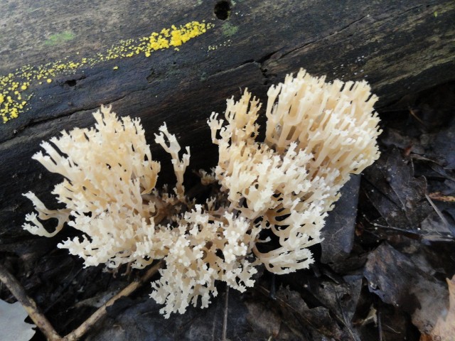 DSC04731 (640x480).jpg