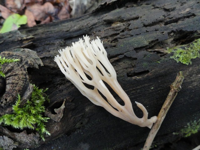 DSC04730 (640x480).jpg