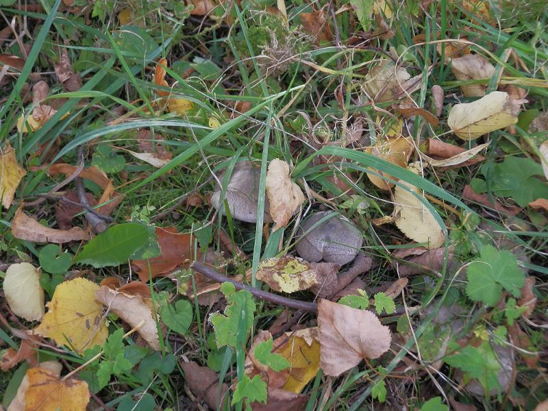 Tricholoma terreum_1.jpg
