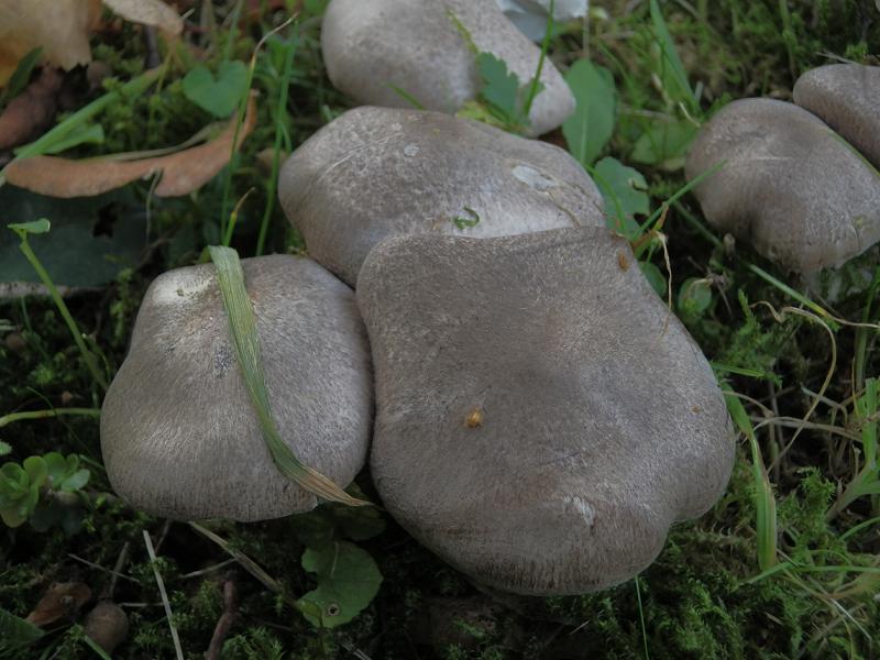 Tricholoma terreum_1.1.jpg