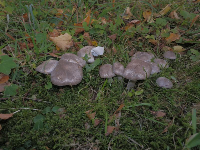 Tricholoma terreum_1.2.jpg