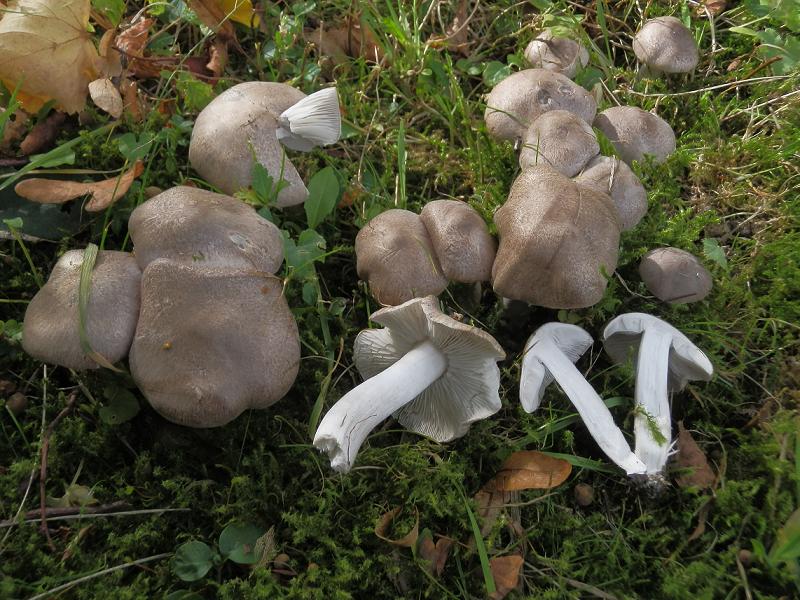 Tricholoma terreum_1.3.jpg