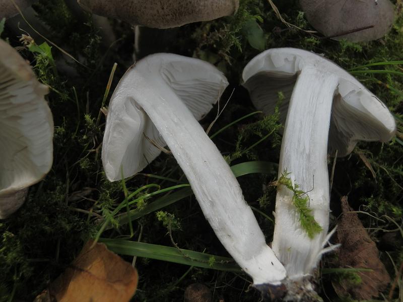 Tricholoma terreum_1.4.jpg