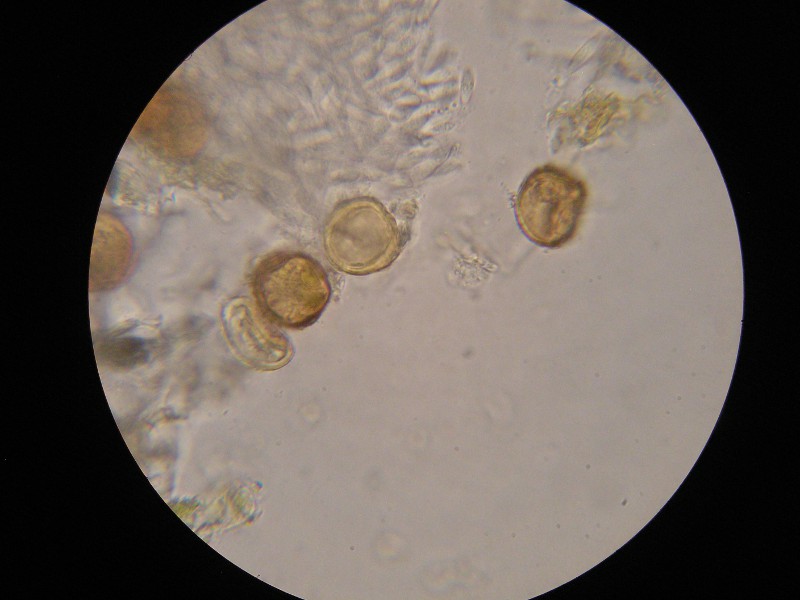 1000er Piller (18).JPG