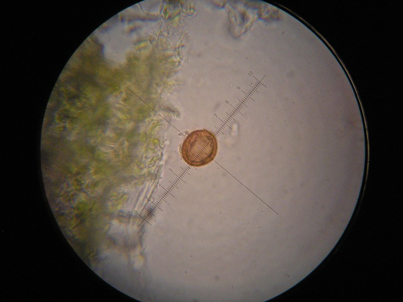 1000er Piller (21).JPG